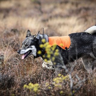 Hund på jakt