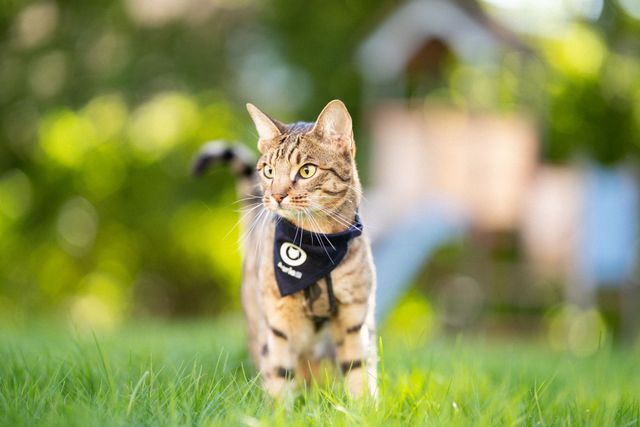 Katt med Agria Kattparadeskjerf