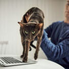 Katt som går på laptop, mann som løfter den vekk