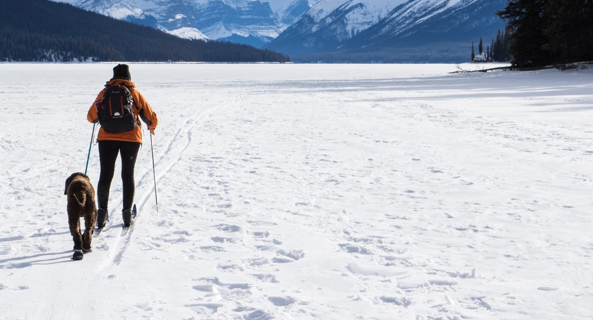 Pass på hundens poter i vinter Agria Dyreforsikring