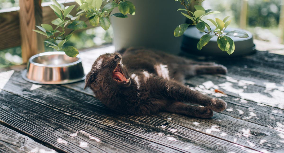 Sommertips for deg med katt Agria Dyreforsikring Trygg reising med katt