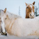To hester står utendørs om vinteren
