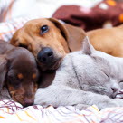 To hunder og en katt som sover i seng