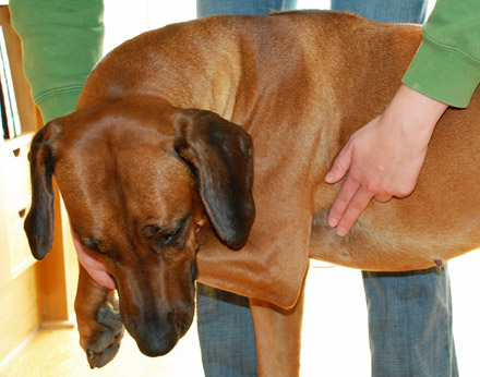 hund artiklar sykdommer og skader forste hjelp for hund hund artiklar sykdommer og skader forste hjelp for hund