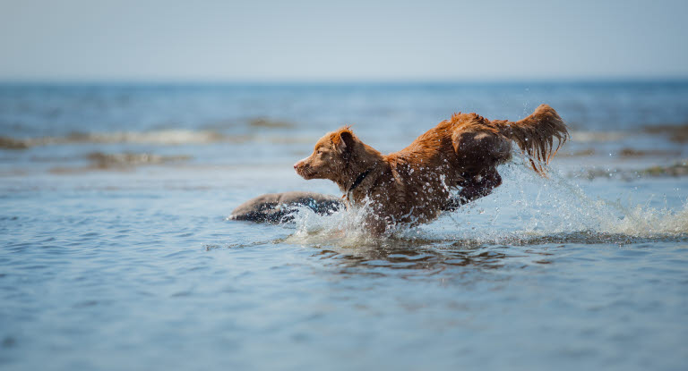 Hund hopper uti vannet