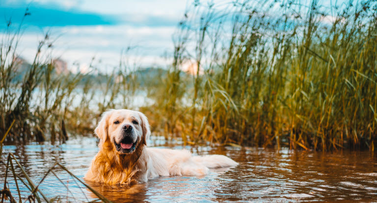 Golden Retriever i vannet