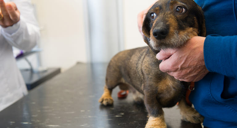 Hund hos veterinæren