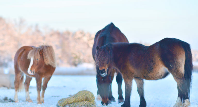 Hester i utemiljø på vinteren