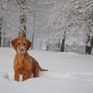 Hund i snø