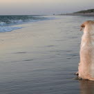 En gammel hund som sitter på stranden med ryggen til
