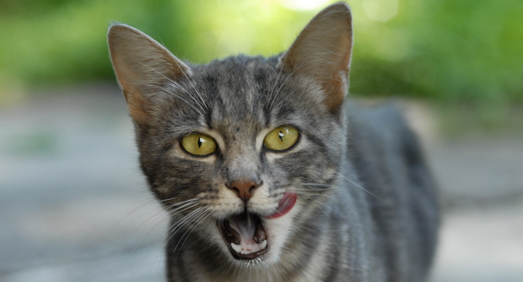 Bilderesultat for katt