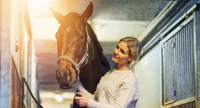 Hest blir tatt hånd om av eieren sin.