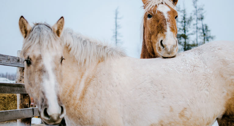 To hester står utendørs om vinteren