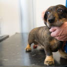 Dachs hos veterinæren