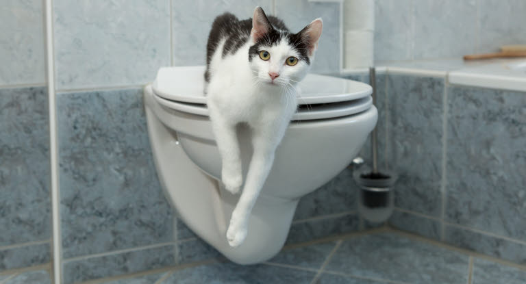 Katt på toalett