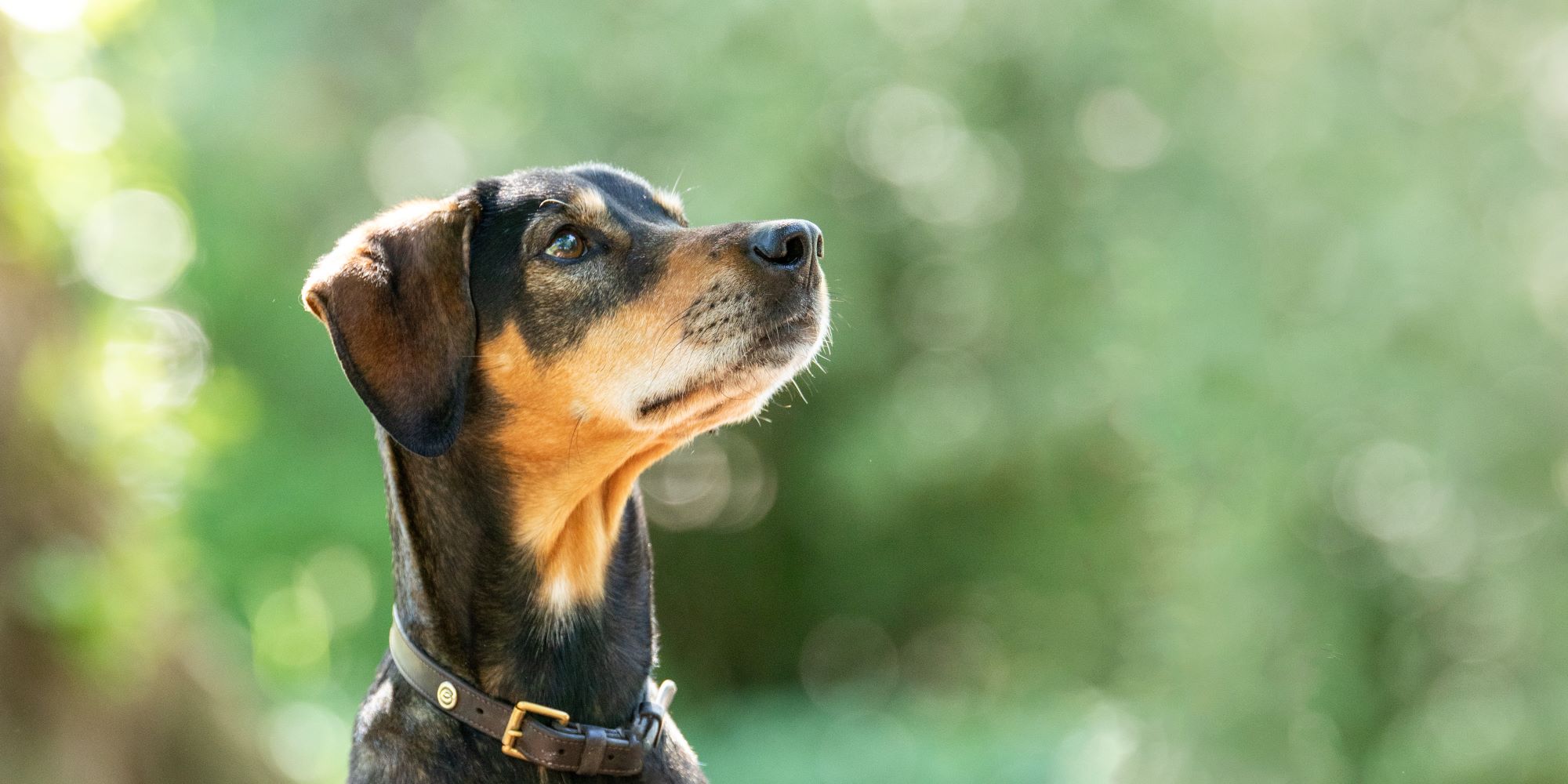 Blandingshund poserer for kamera