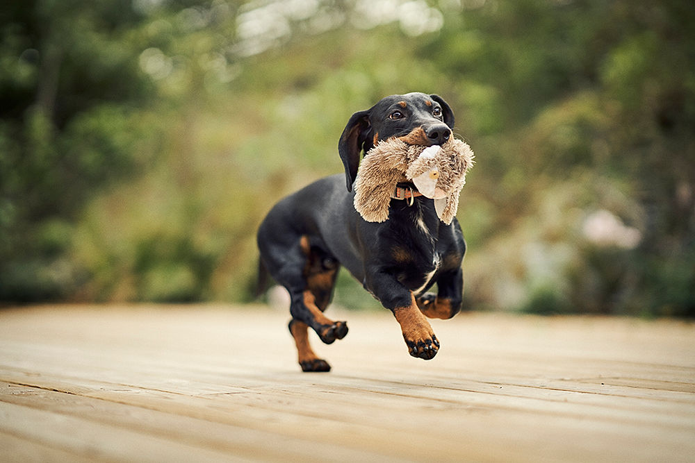 Dachshund løper med bamse i munnen