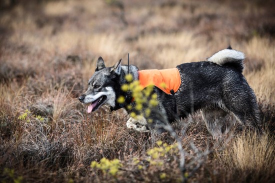 Hund på jakt ute i terreng