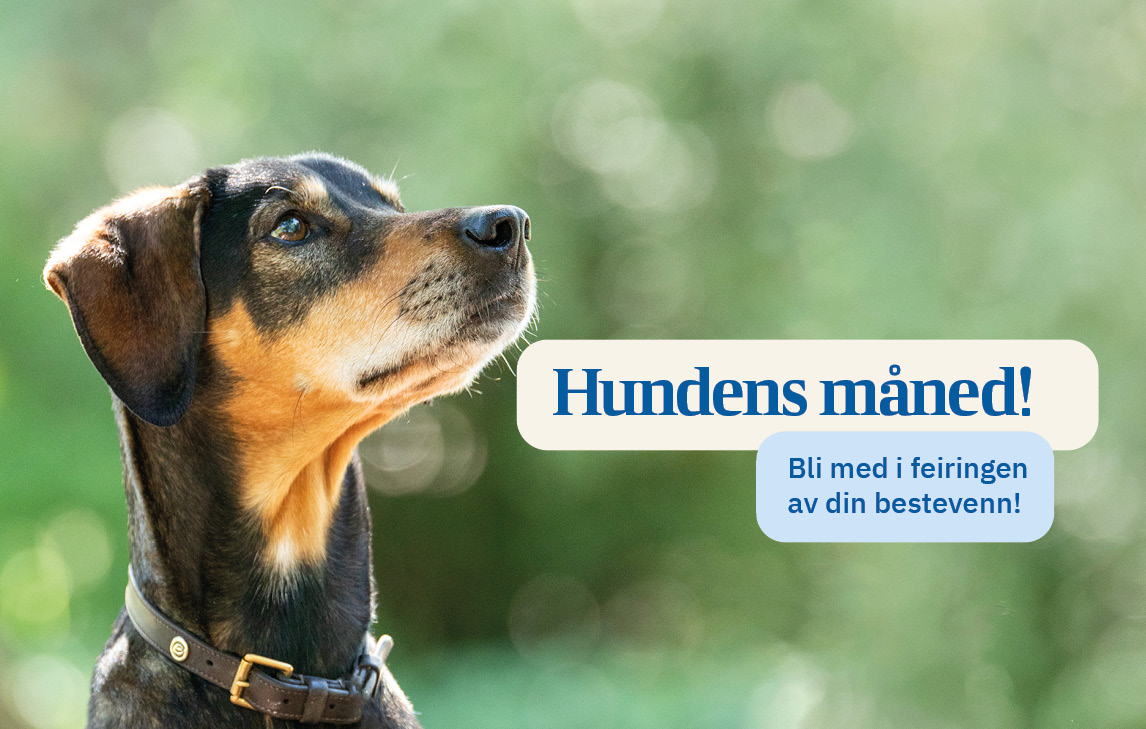 Blandingshund poserer for kamera ute i parken