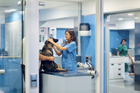 Hund hos veterinæren