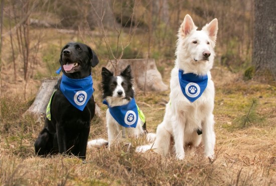 Tre hunder med hundepromenaden-skjerf poserer for kamera