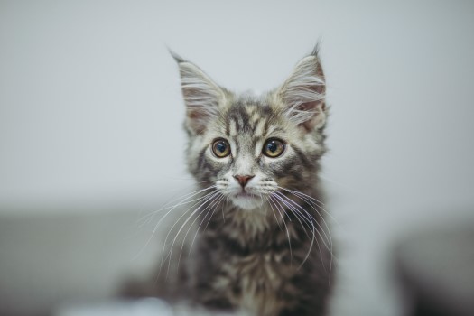 Main coon kattunge som sitter