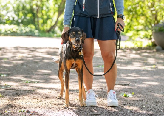 Hund og eier poserer for kamera på tur i parken