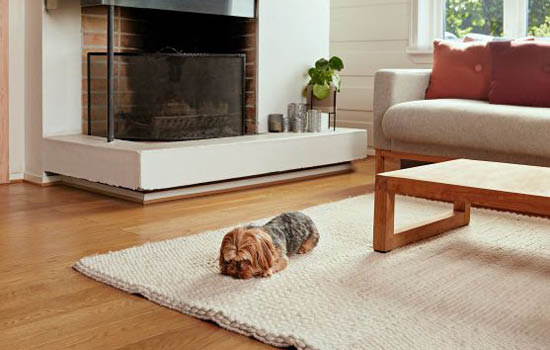 Hund som ligger på gulvteppe