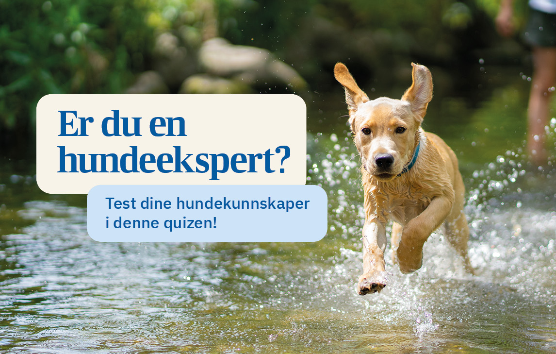 Unghund løper gjennom vann