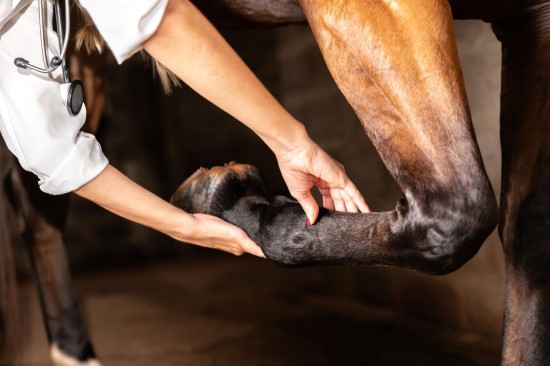 Veterinær sjekker hestens ben