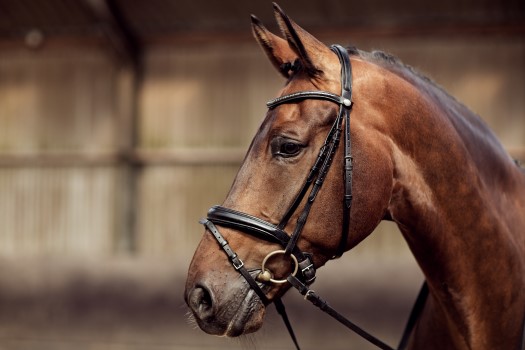 Horse with briddle