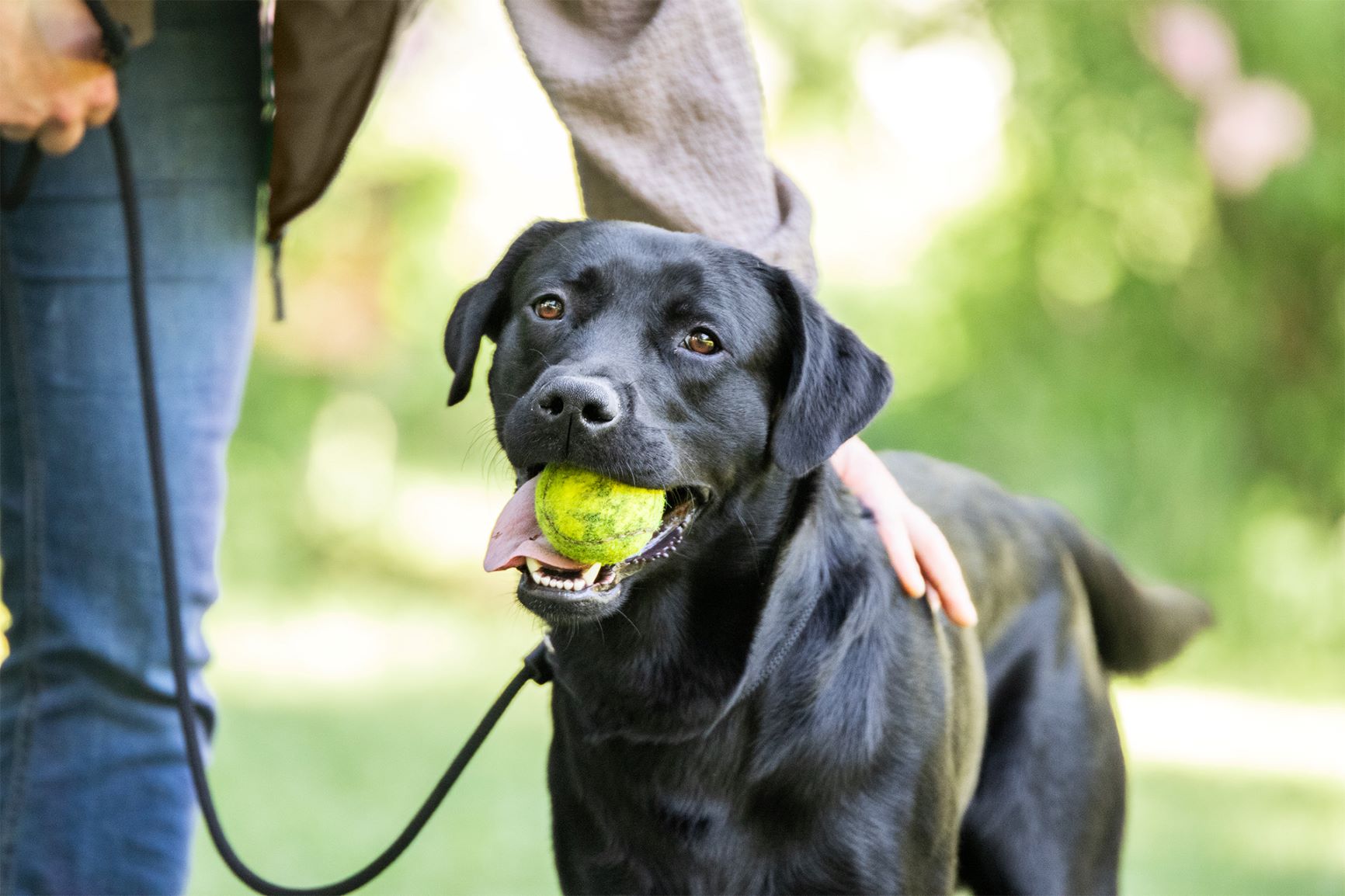 Labrador med ball i munnen poserer for kamera