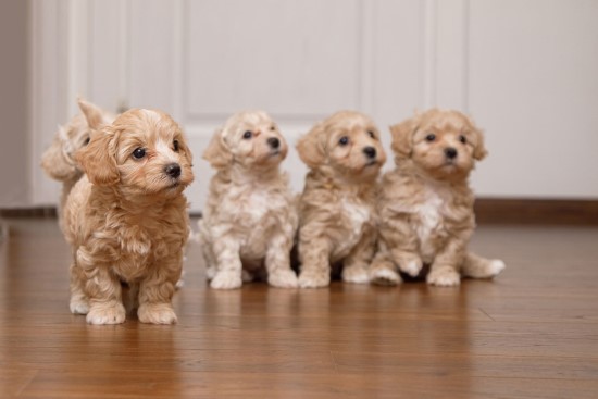 Maltipoo valper