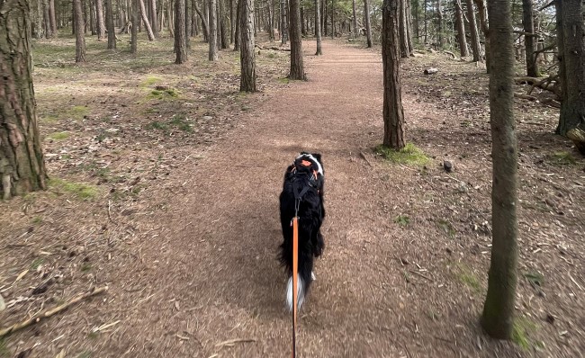 Hund trekker eier på tur