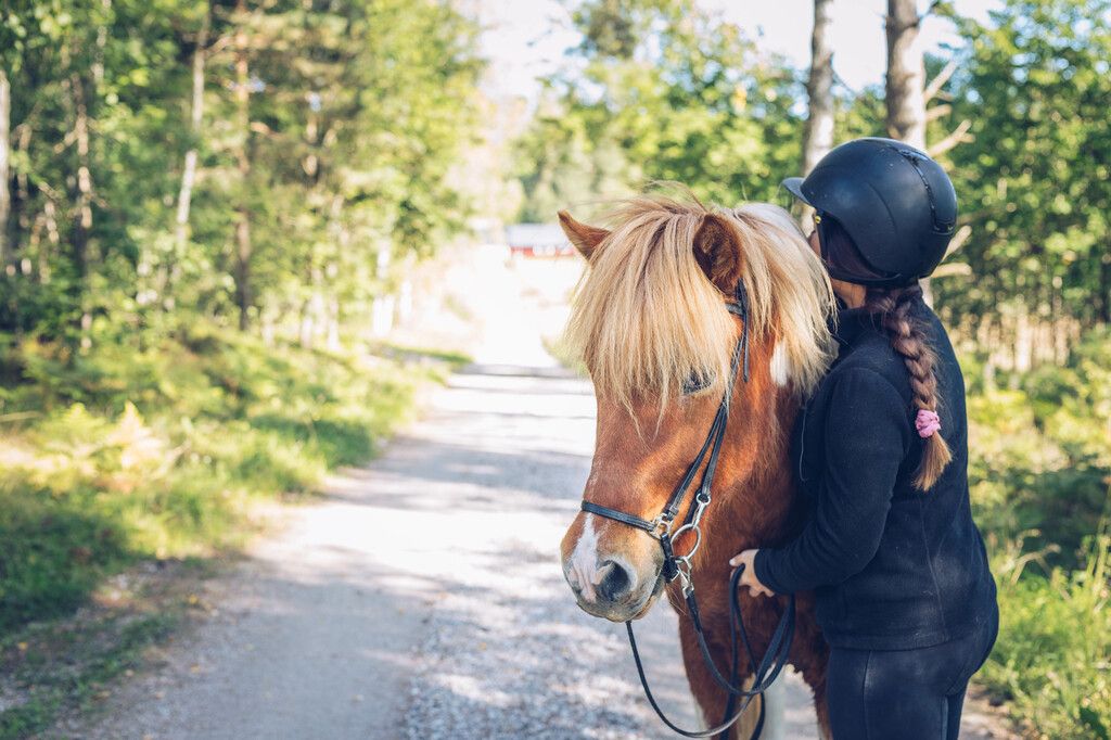 Islandshest og rytter på tur i skogen