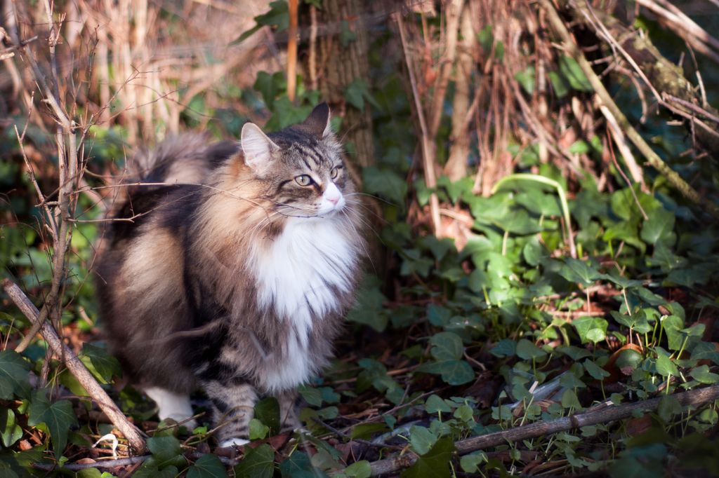 Norsk skogkatt utendørs