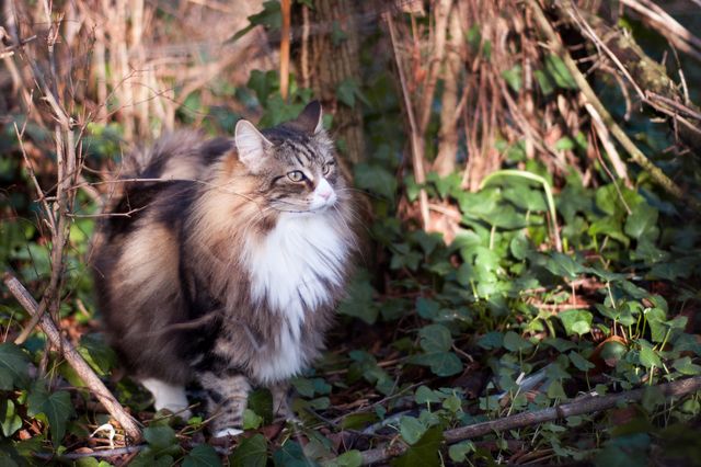 Norsk skogkatt utendørs