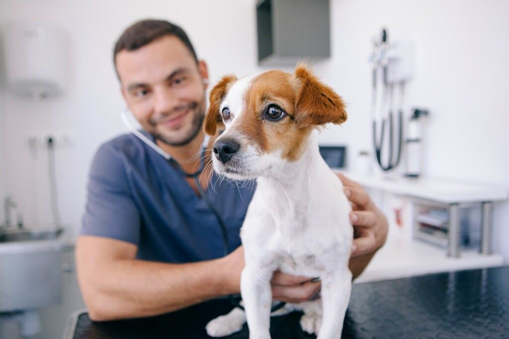 Veterinær og hund