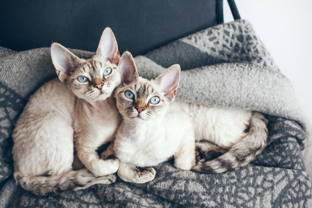 To devon rex katter som ligger på et pledd