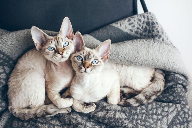 To devon rex katter som ligger på et pledd