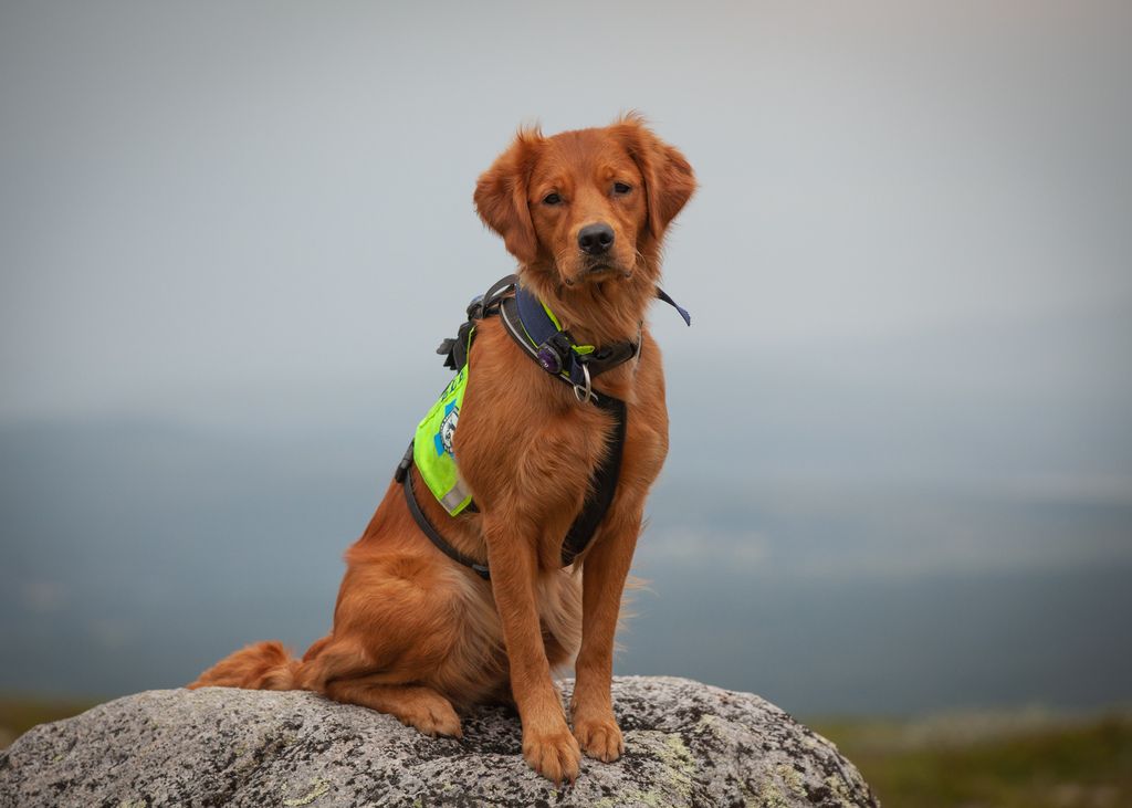Redningshund som sitter på en fjellknaus