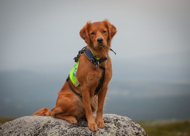 Redningshund som sitter på en fjellknaus