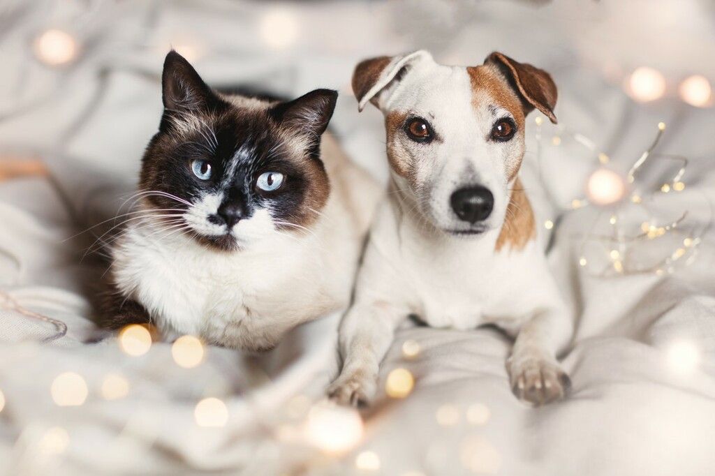 Katt og hund 