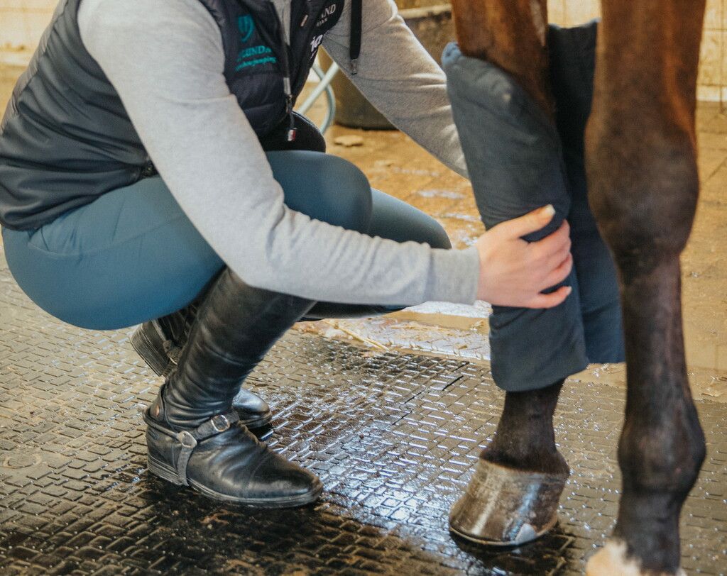 Hest i stallen under rehabilitering