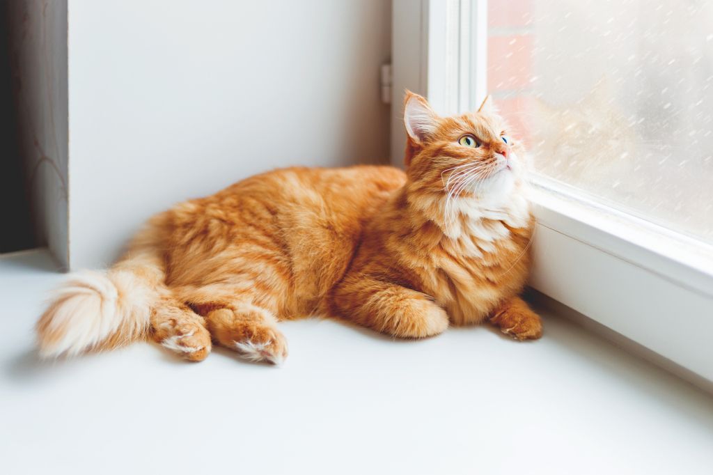 Katt som ser ut av vinduet