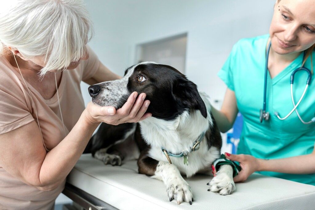 Eier, hund og veterinær