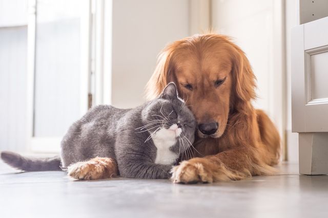 Grå katt som koser med brun hund.