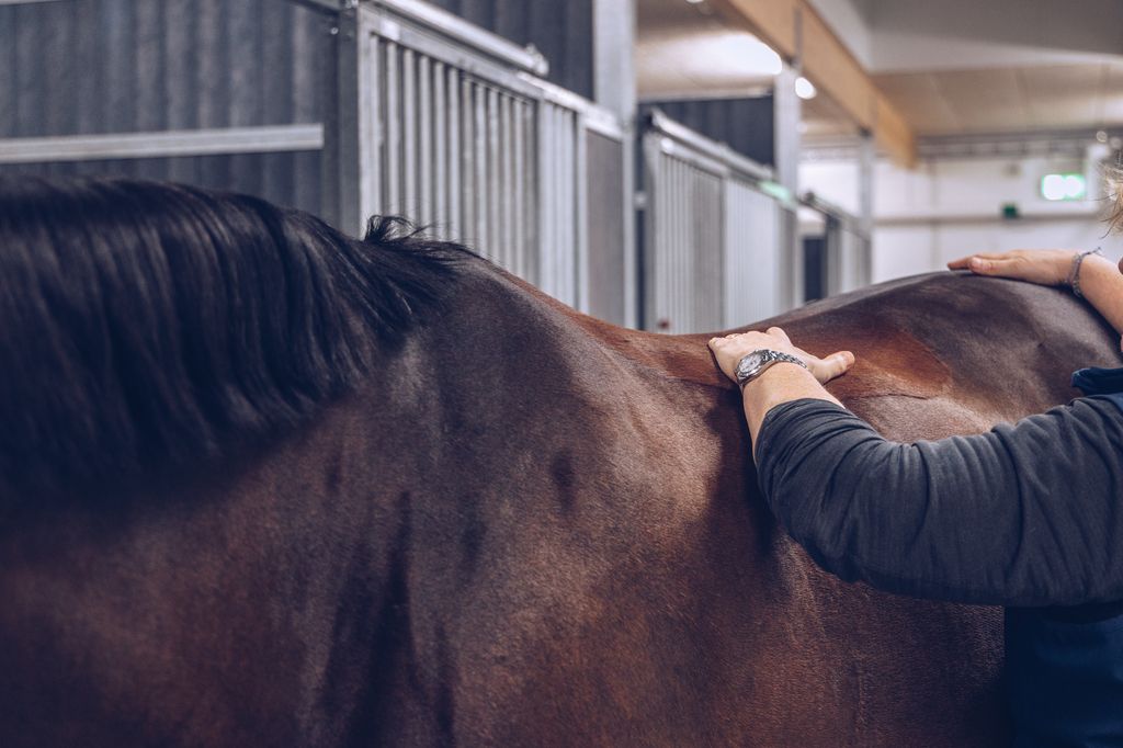 Hest i stallen blir behandlet av fysioterapeut