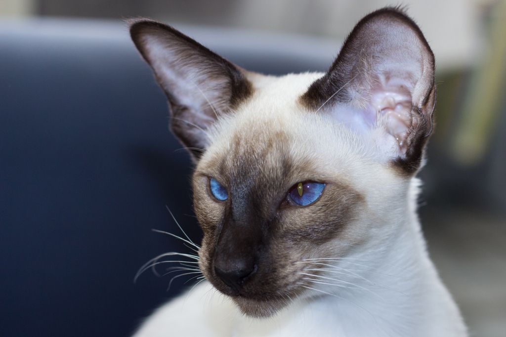 Siameser, masket katt med blå øyne
