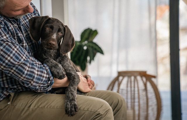 En vorstehvalp som sitter på fanget til en mann